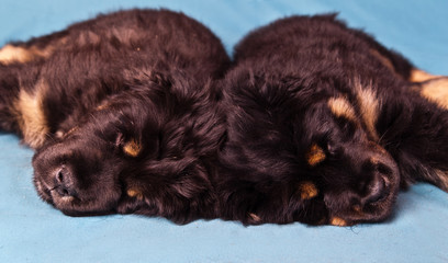 Two tibetan mastiff puppies sleeping together symmetrically