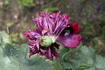 coeur du pavot © helenedevun