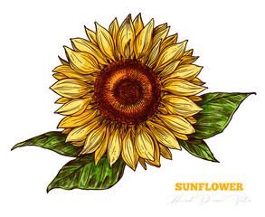 Vector sketch engraving sunflower isolated on white background. Floral vintage hand drawn style illustration. Honey flower drawing