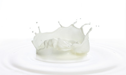 pouring of milk splash isolated white background