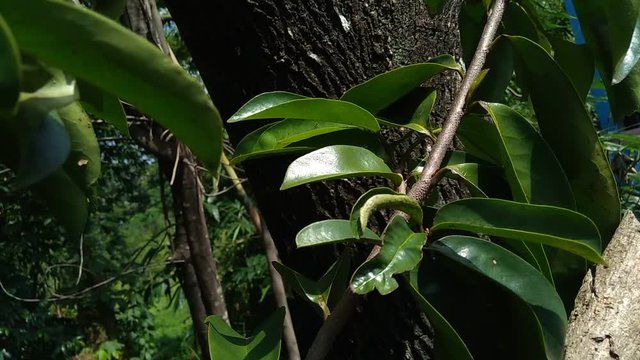 Green soursop laves or Prickly Custard Apple. (Annona muricata L., graviola, guyabano, guan&aacute;bana). Plant for Treatment of carcinoma.
