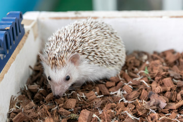 かわいいハリネズミ　千葉県成田市　日本