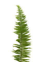 Fern leaves sword fern isolated on white background © Suprachai