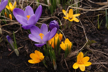 Crocuses in the garden among last year's grass