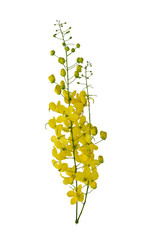 flowers of cassia fistula or golden shower isolated on white background