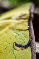 close up of a moth's wing