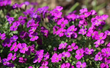 Blühendes Blaukissen Aubrieta