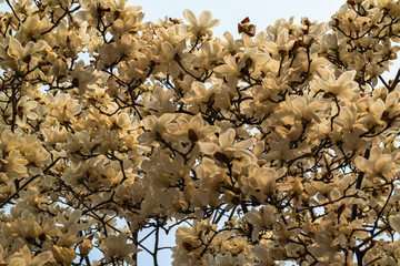 white magnolia flower in full bloom in spring