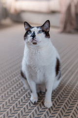 gato gordo blanco y negro de ojos azules sentado sobre la alfombra, mira hacia arriba. Foto vertical