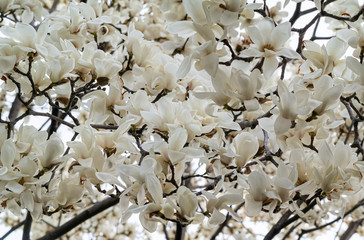 white magnolia flower in full bloom in spring