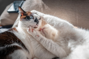 Primer plano de gato gordo blanco y negro de ojos azules jugando con gato blanco y marron antes de dormir