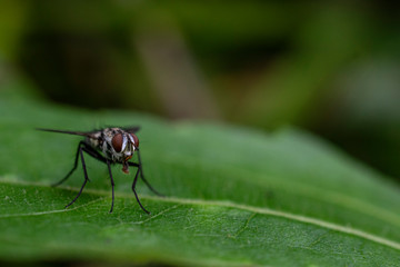 fly on a leaf