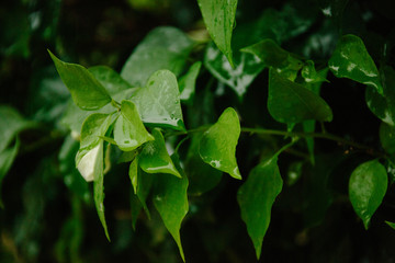 
Tropical rain in Sri Lanka and tropical greens