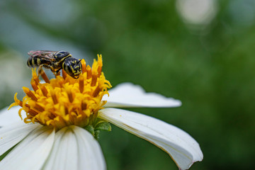 Wasp on a flower