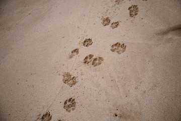 Footprints in the sand on the beach of Sri Lanka on the Indian Ocean