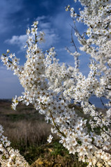 Closeup white blooming tree  with beautiful sky on background