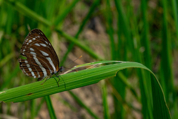 brown butterfly on a leaf