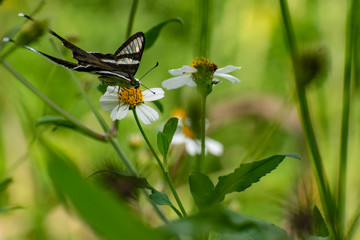 butterfly on a flower