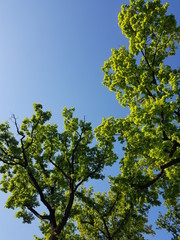 tree on blue sky