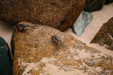 Sri Lankan blue crab hiding on the rocks at low tide or high tide. Crab habitat