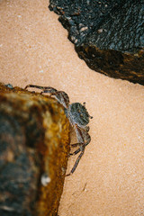 Sri Lankan blue crab hiding on the rocks at low tide or high tide. Crab habitat