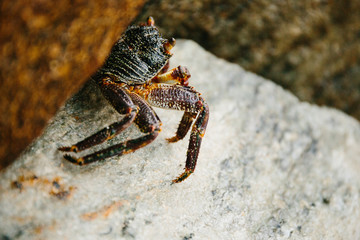 Sri Lankan blue crab hiding on the rocks at low tide or high tide. Crab habitat