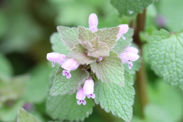 ヒメオドリコソウのピンクの花