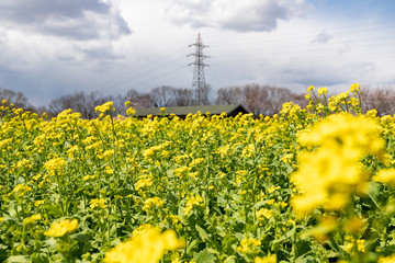 菜の花と桜の風景　千葉県成田市　日本