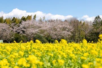 菜の花と桜の風景　千葉県成田市　日本