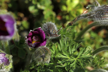 Küchenschelle Pulsatilla Vulgaris
