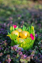 colored eggs in yellow for easter in a green themed basket on grass