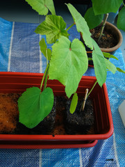 Okra plant growing in home garden in Asia, nature concept with sunset warm light, agriculture industry, sustainable life.
