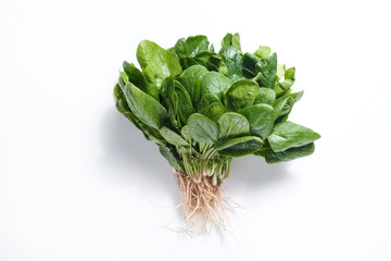 Clean eating concept. Bunch of ripe juicy freshly picked organic baby spinach greens isolated on white background. Healthy diet for spring summer detox. Vegan raw food. Close up.