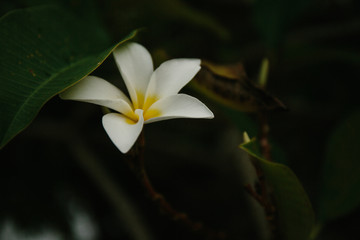 Plumeria is a tropical flower that grows on trees. Beautiful tropical flower shot on macro