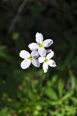 Wiesenschaumkraut in natuerlicher Umgebung