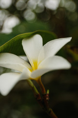Plumeria is a tropical flower that grows on trees. Beautiful tropical flower shot on macro