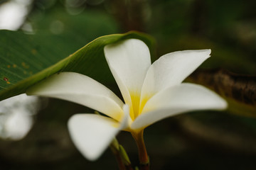 Plumeria is a tropical flower that grows on trees. Beautiful tropical flower shot on macro