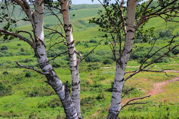Fototapeta premium Birch trees on the background of Caucasian meadows