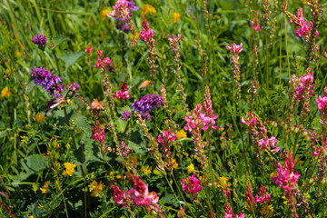 Mountain flowers in the summer in Kislovodsk on the mountain which called Maloe Sedlo (Small Saddle).