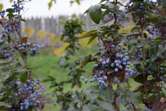 Wildlife of Khortitsa Island