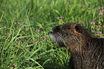 Nutria Nager Nagetier