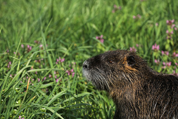 Nutria Nager Nagetier