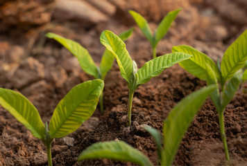 Growing plant,Young plant in the morning light on ground background, New life concept.Small plants on the ground in spring.fresh,seed,Photo fresh and Agriculture  concept idea.