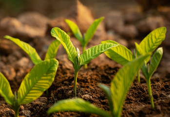 Growing plant,Young plant in the morning light on ground background, New life concept.Small plants on the ground in spring.fresh,seed,Photo fresh and Agriculture  concept idea.