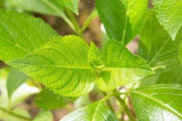 紫陽花の葉