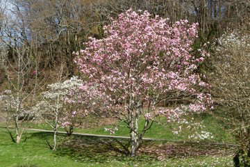 Magnolia trees with white and pink flowers in a park