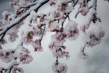 凍える桜