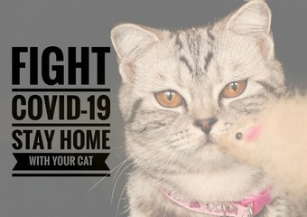 Cute feline and message to stay home with your cat and stay safe from the covid-19 outbreak 