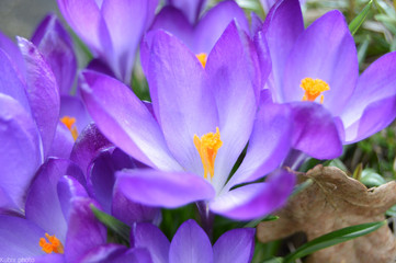 Crocus purple flower liefs beautiful