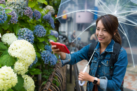 Woman take photo on hydrangea garden